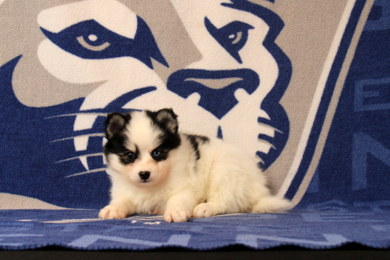 puppy, for, sale, Pomsky, Matthew B. Stoltzfus, dog, breeder, Gap, PA, dog-breeder, puppy-for-sale, forsale, nearby, find, puppyfind, locator, puppylocator, aca